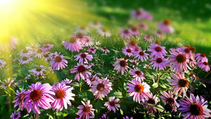5 Ways to Honor a Passed Loved One