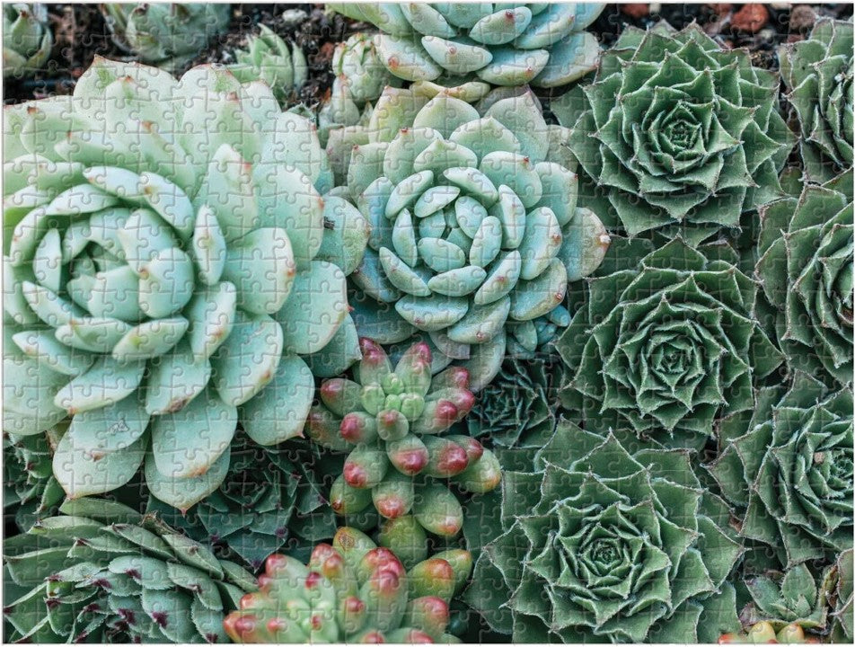 Succulent Garden Puzzle